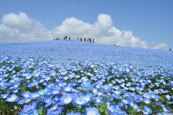 Nhật Bản rực rỡ màu hoa mùa hạ