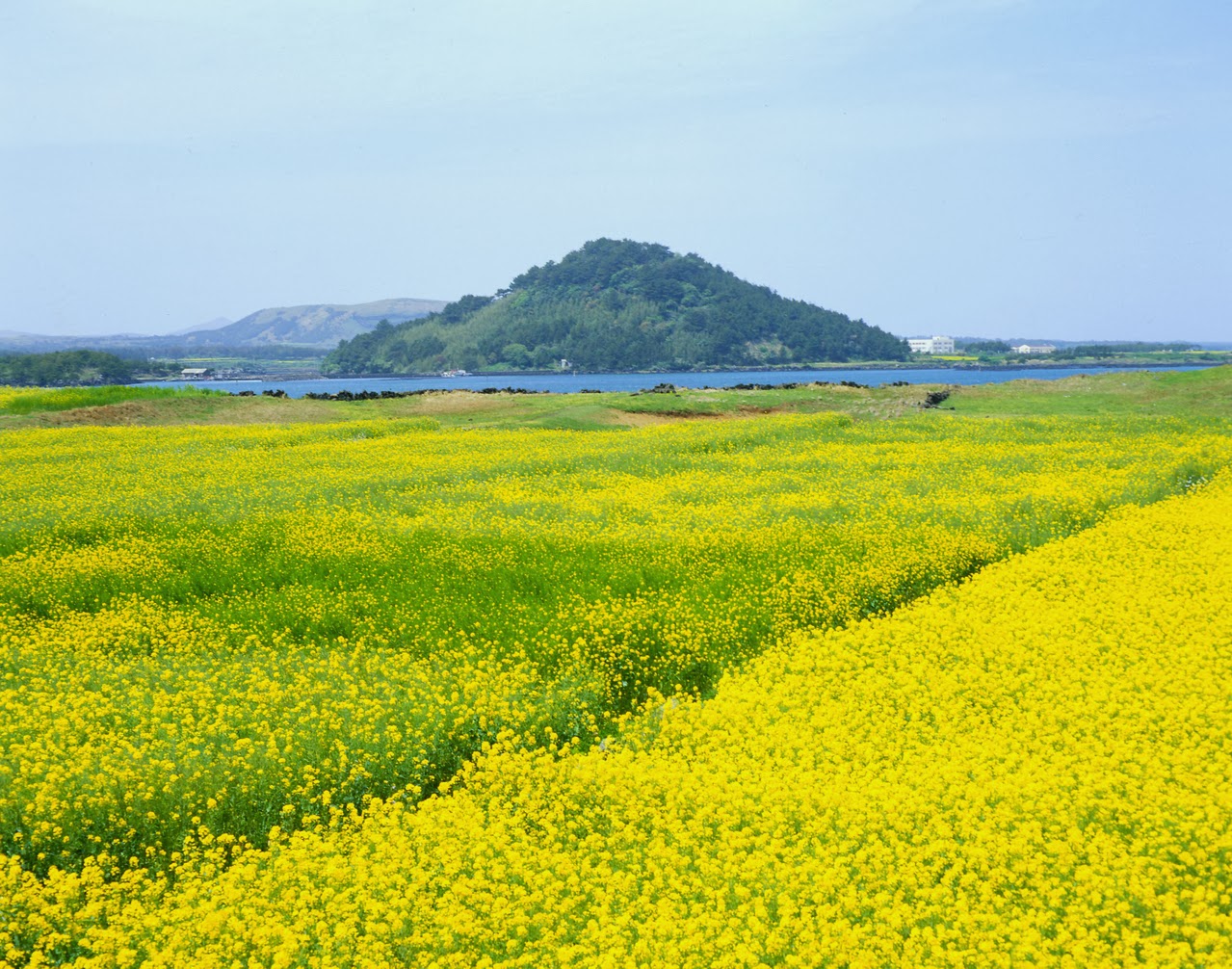 mùa hoa cải dầu trên đảo Jeju