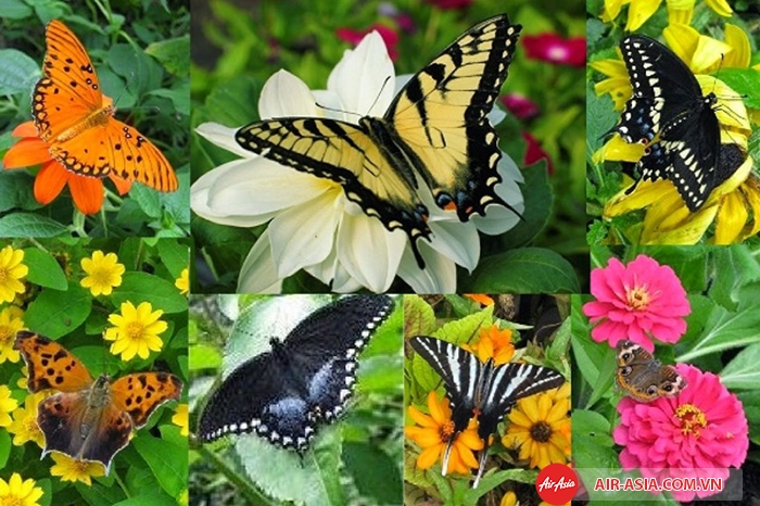 Những cánh bướm sặc sỡ ở vườn bướm Phuket