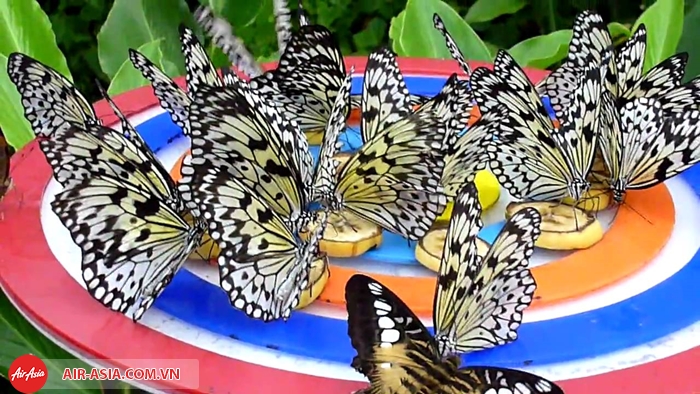 Công viên bướm và vương quốc côn trùng
