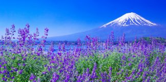 Du lịch Nhật Bản mùa hè tiết kiệm chi phí